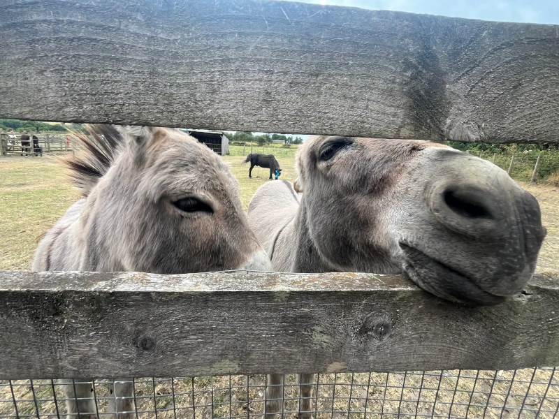 Two donkeys pushing their noses through a wooden fence.